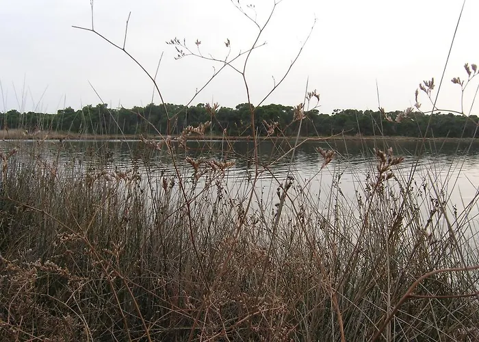 Strophilia Koukounaries